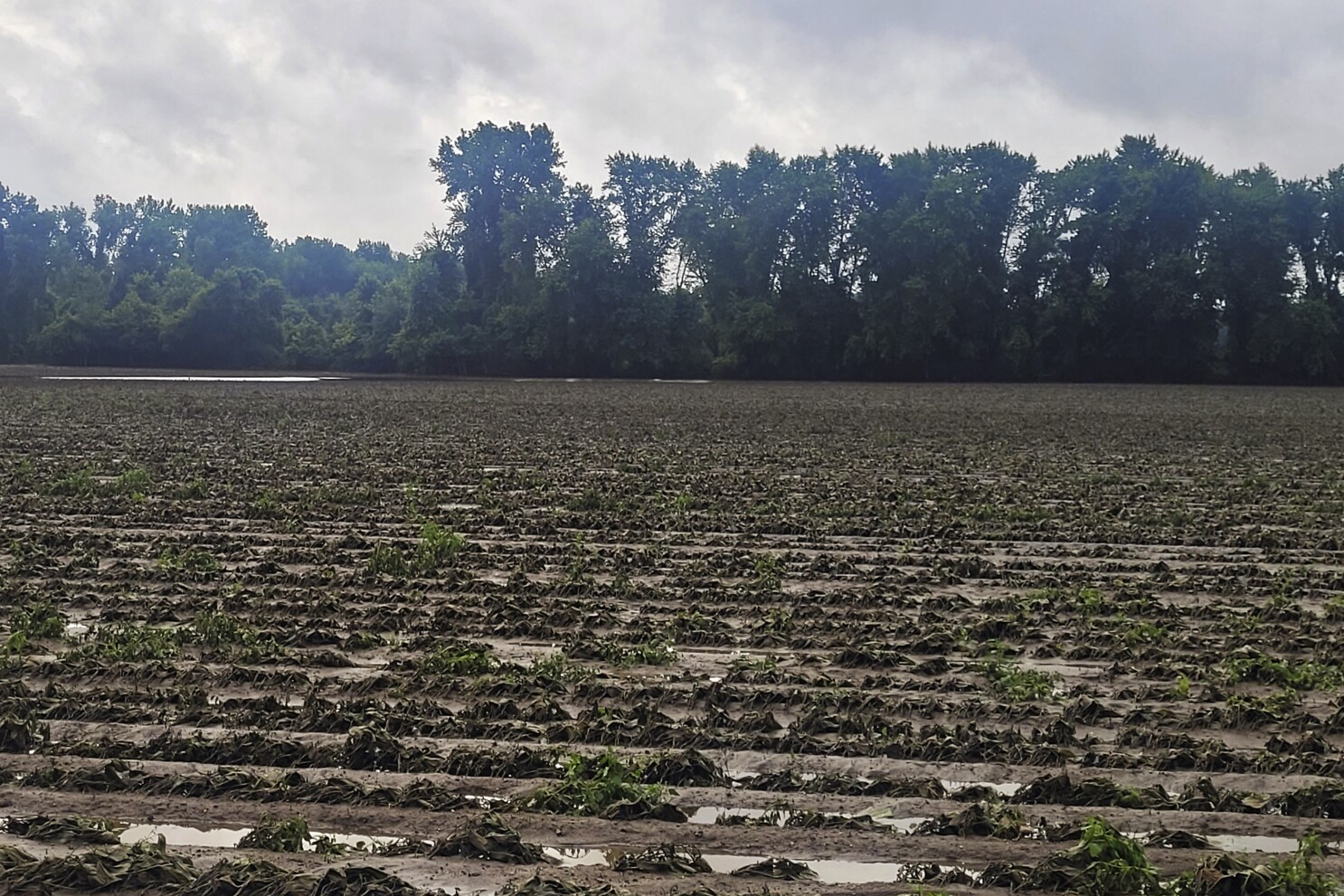 Northeast floods devastate farmers as crops are swept away | AP News